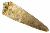 Fossil Spinosaurus Tooth - Real Dinosaur Tooth #344516-1